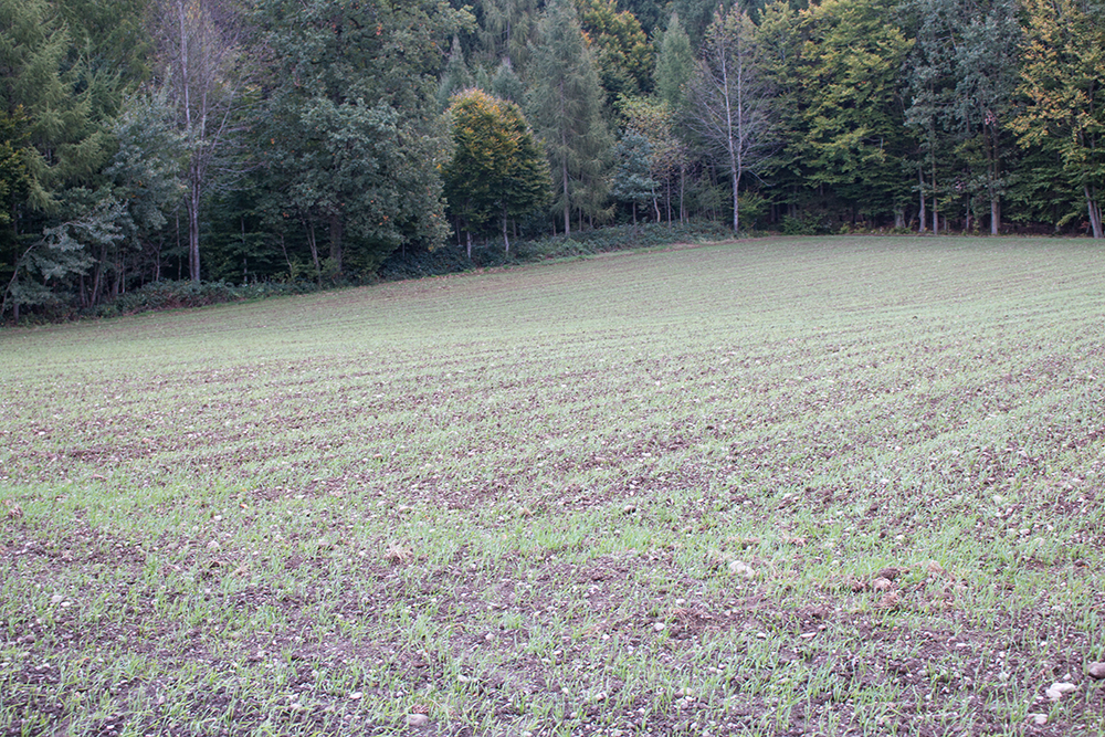 Laufener Landweizen Ansaat