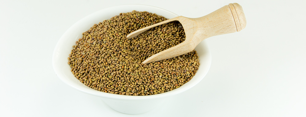 Alfalfa Sprossen