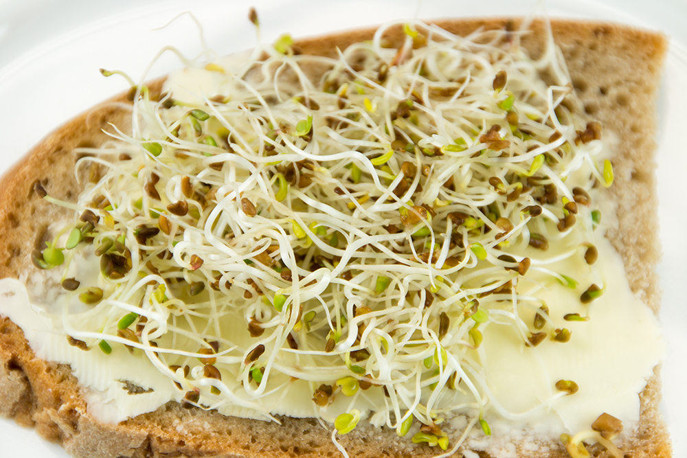 Alfalfa Rucola Sprossen