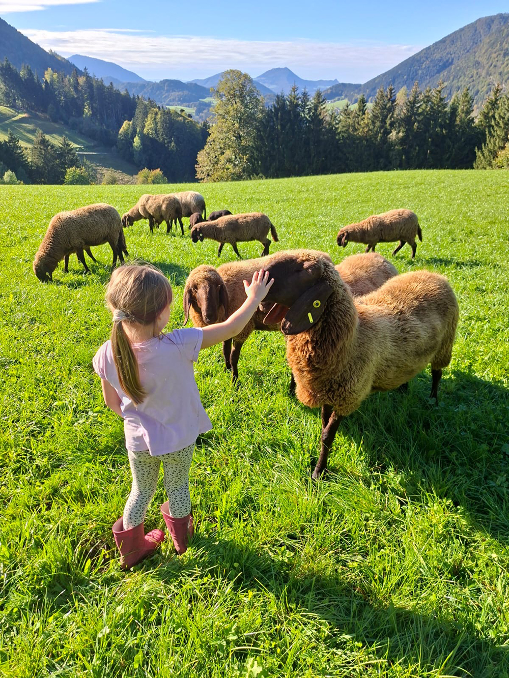 Braunes Bergschaf