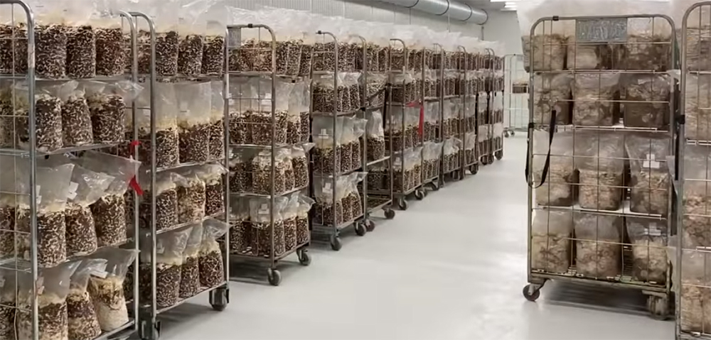 Shiitake Anzuchtraum