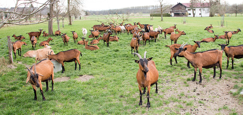 Gemsfarbene Gebirgsziege