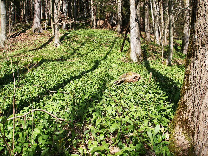 Bärlauch
