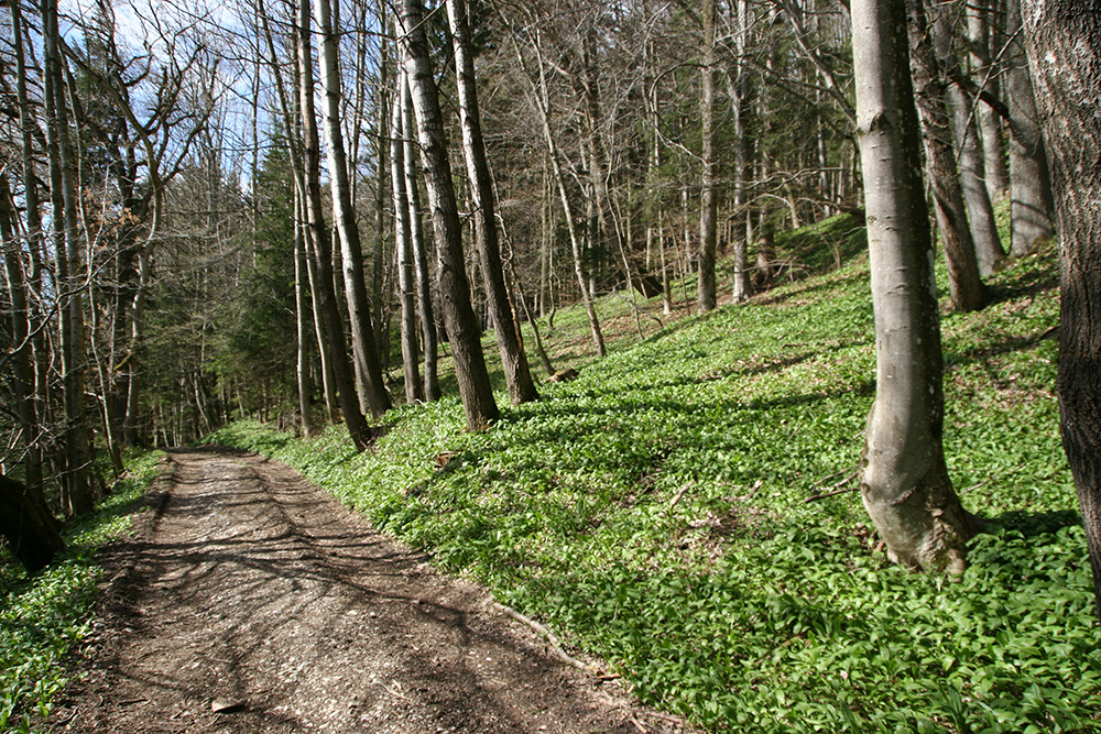 Bärlauch