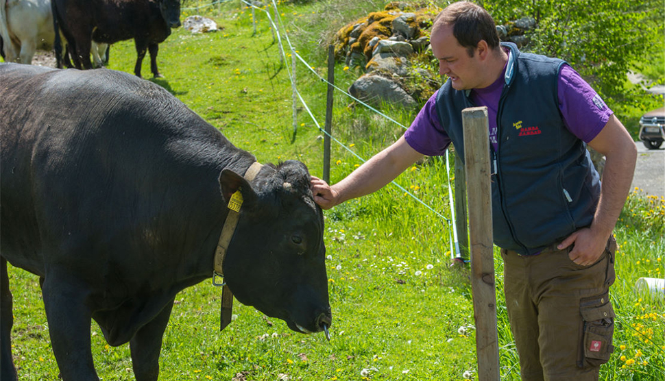 Berger Wagyu Zucht