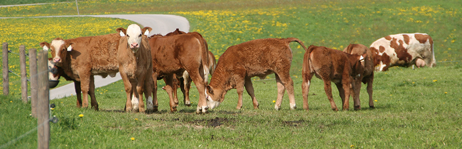 Bio Kalb in Mutterkuh Haltung