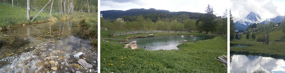 Bio Fischteiche von Schtze aus sterreich