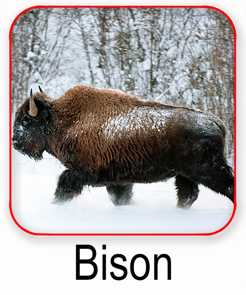 Bison