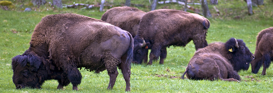 Bison auf der Weide