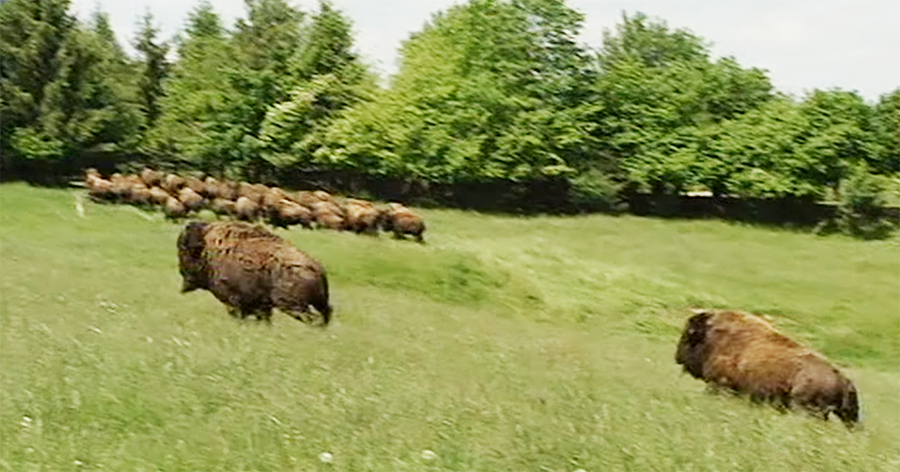 Bison auf der Weide