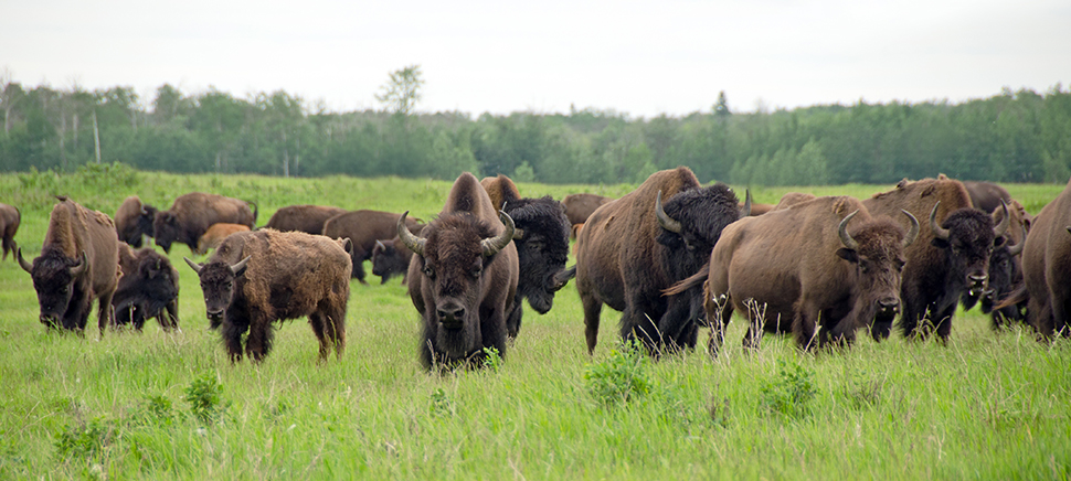 Bisonherde im Feld