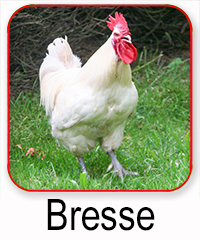 Bresse Gauloise Huhn