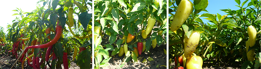 Chili von Schätze aus Österreich