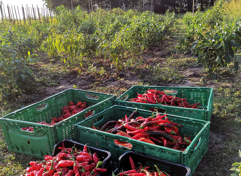 chili