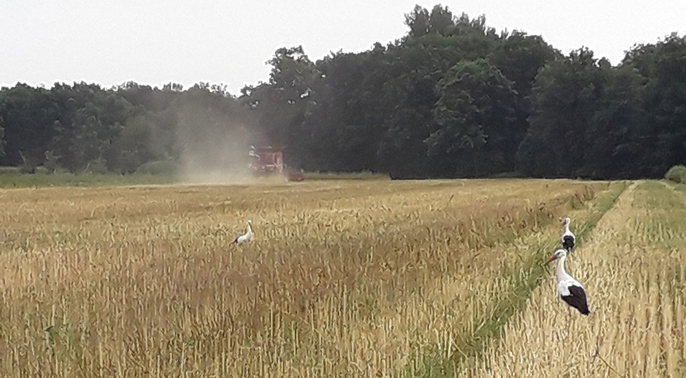 Reisanbau in der Steiermark