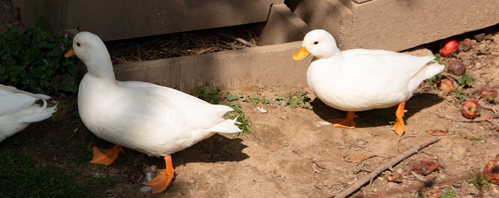 Peking Enten