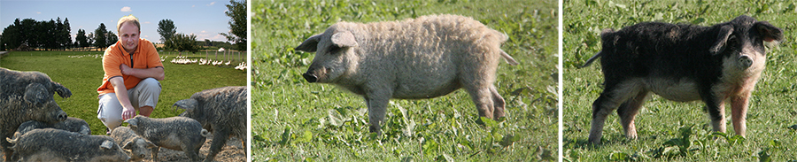 Dominik und seine Mangalitza Schweine
