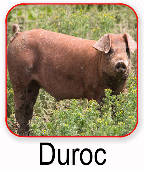 Duroc Schwein