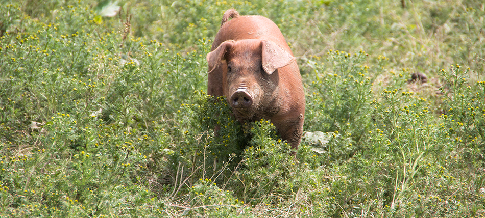 Duroc