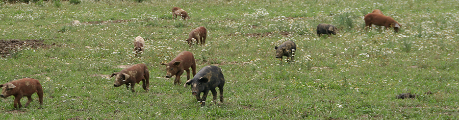 Duroc Schweinderl
