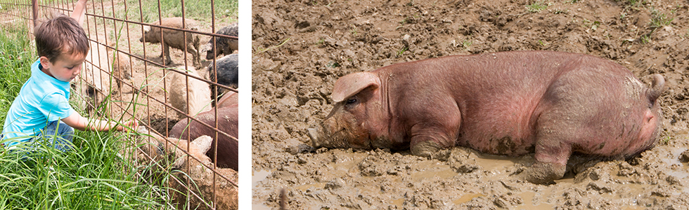 Duroc Schweine beim suhlen