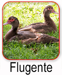 Flugente