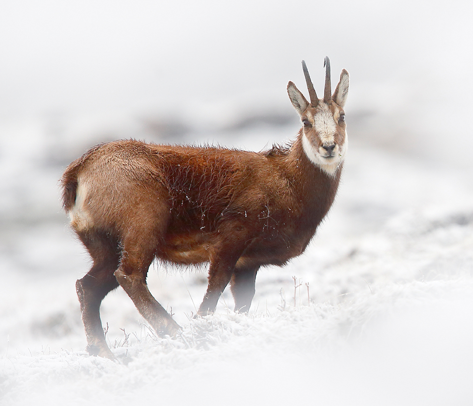 Gams Tauernwild
