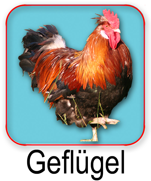 Geflgel