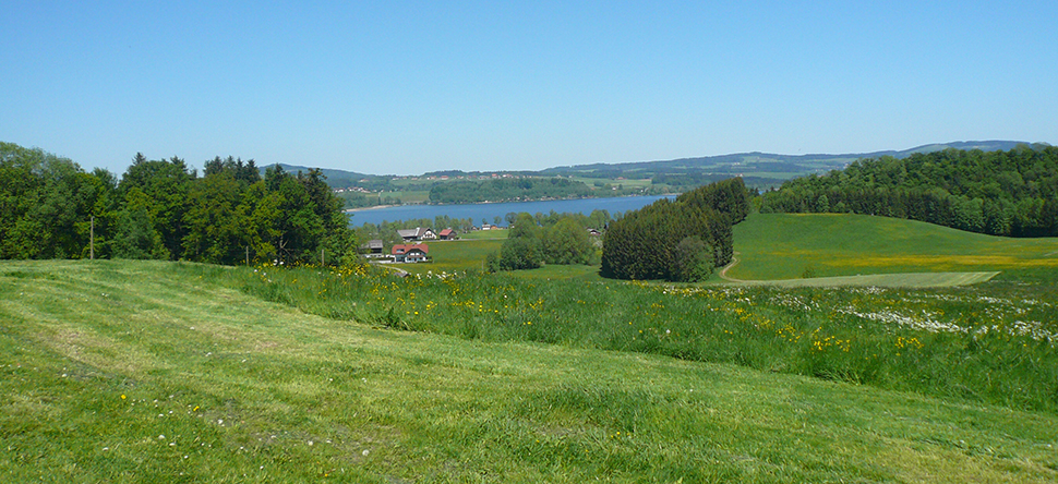 Grne Wiese