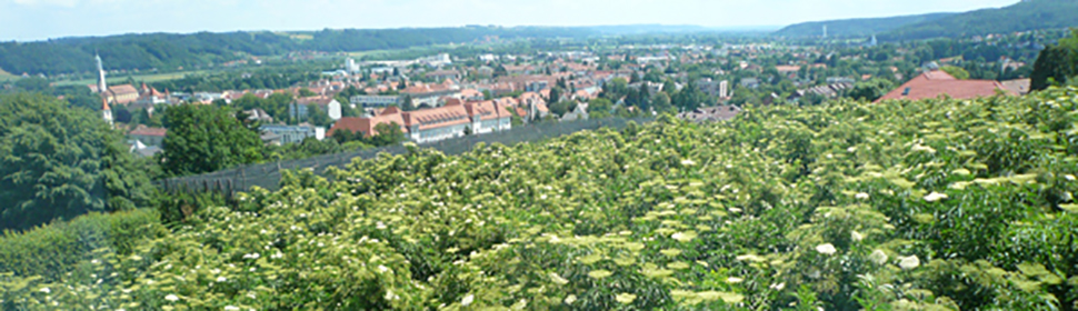 Holunderblte beim christandl