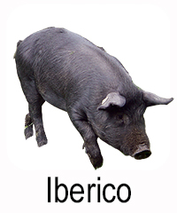 Iberico Schwein