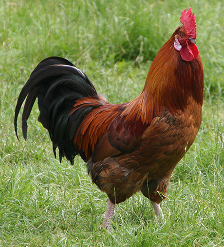 Jedem Huhn sein Hahn