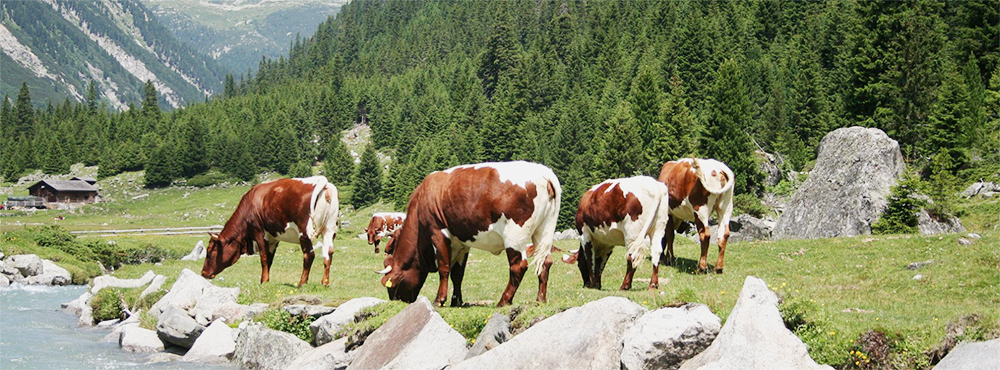 Kalbinnen auf der Alm