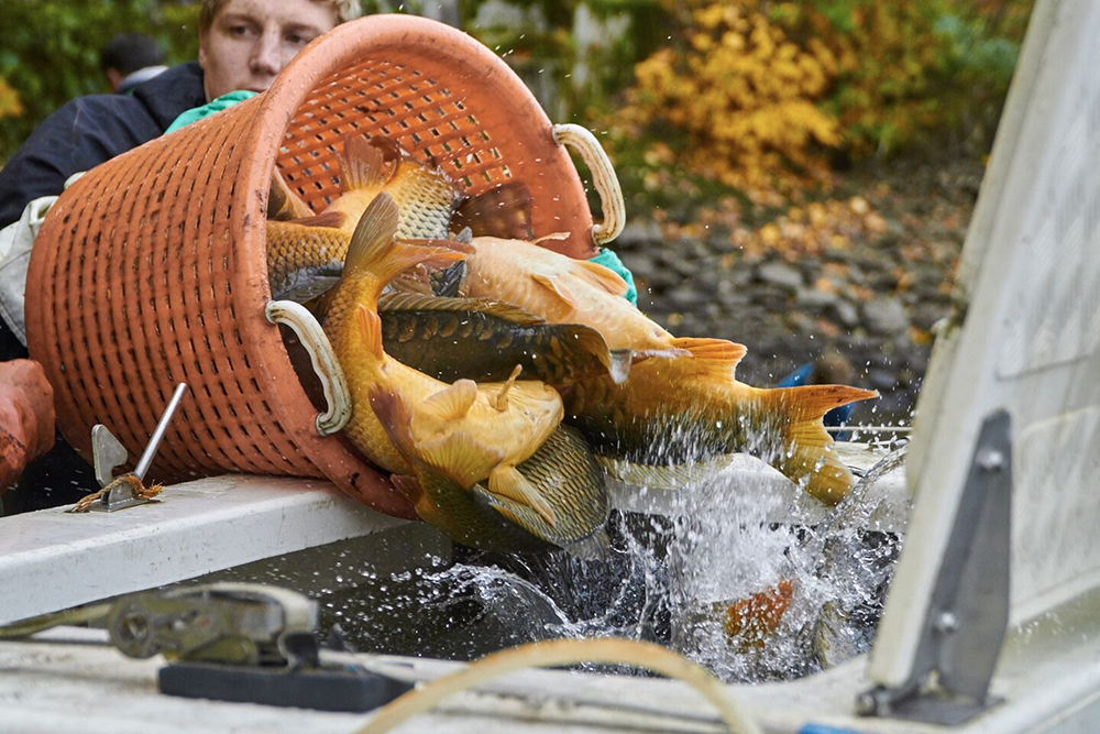 Bio Karpfen abfischen