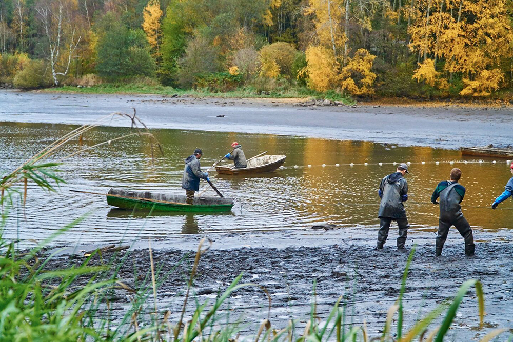 Karpfen Teiche