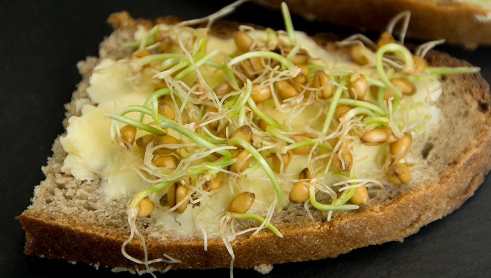 Sauerteigbrot, Rohmilchbutter und Keimlinge vom Laufener Landweizen zum Frhstck 