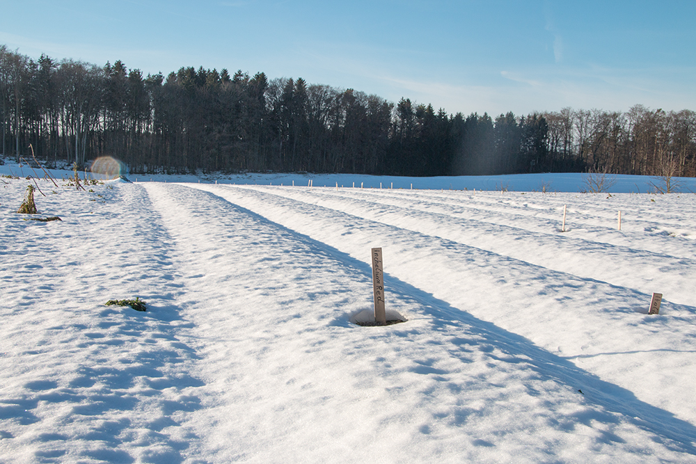 Knoblauch im Winter