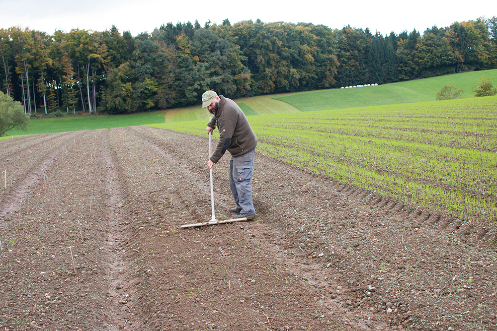 Knoblauchfeld vorbereiten