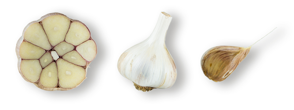 Knoblauch deutscher Porzellan