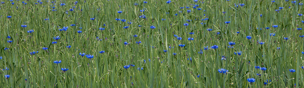 Kornblumenblau