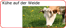 Khe auf der Weide