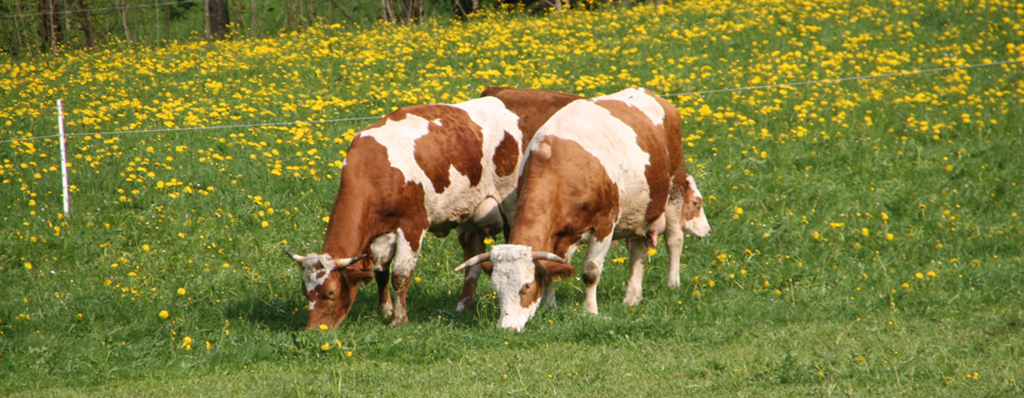 Maibutter aus dem ersten saftigen Grn