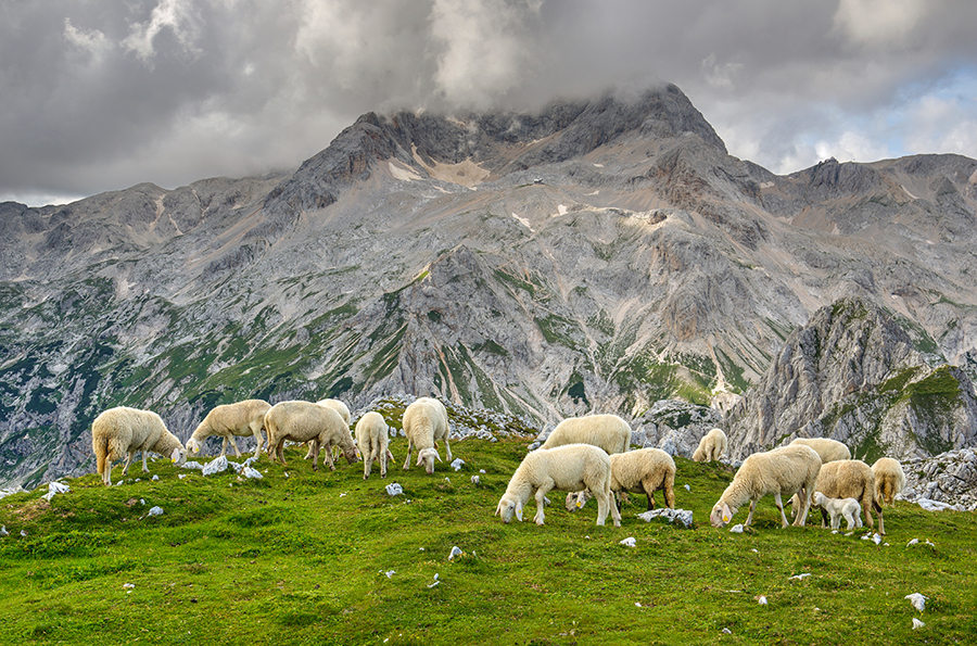 Lamm im Hohen Tauern Gebiet