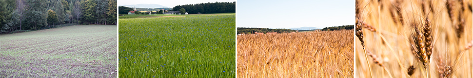 Laufener Landweizen im Jahreszyklus