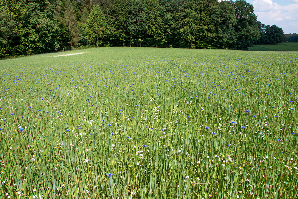 Laufener Landweizen im Mai