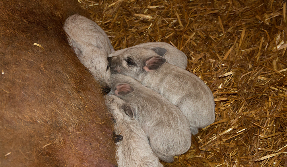 Mangalitza Ferkel in der warmen Geburtsstation