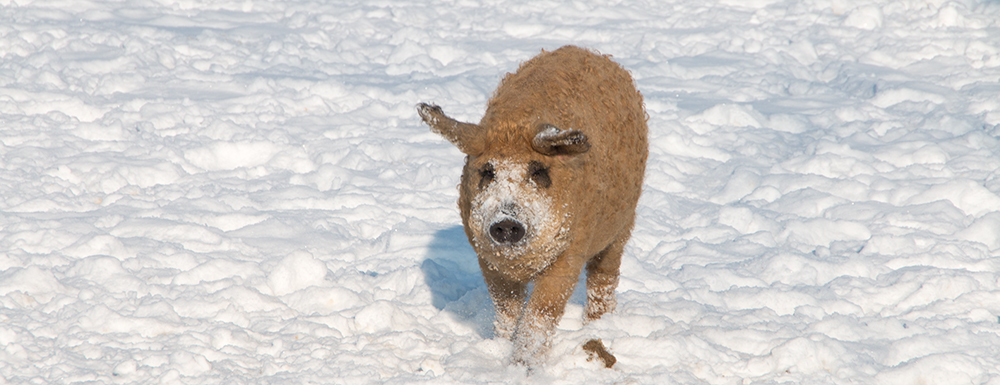 Mangalitza Blond im Schnee