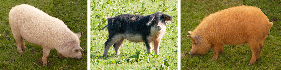 Mangalitza Rassen Blondes, Schwalbenbäuchig und Rotes Mangalitza Schwein