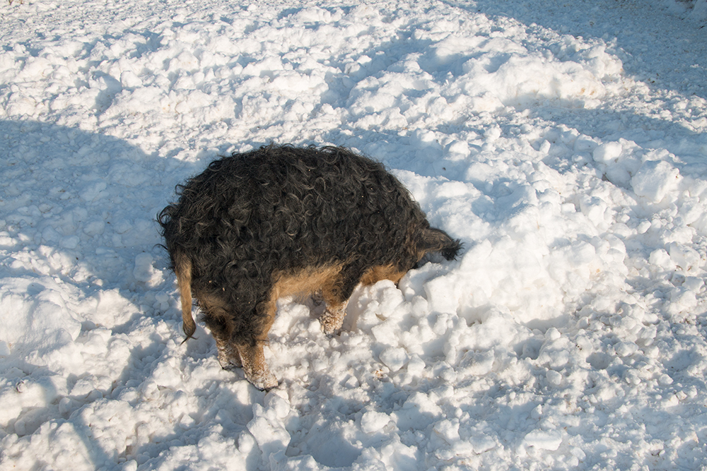 Mangalitza rsseln im Schnee