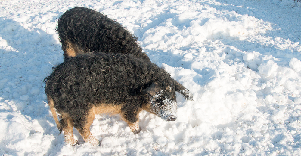 Mangalitza Schweine im Schnee